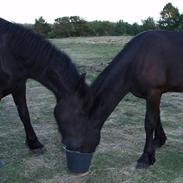 Frieser Tutsje út Foersum 