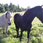 Frieser Tutsje út Foersum 