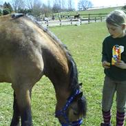 Anden særlig race Harlekin
