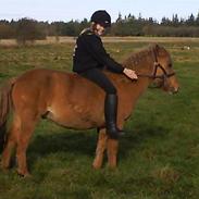 Anden særlig race Jolly  (solgt)