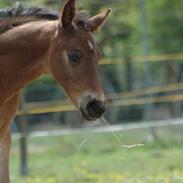 Hannoveraner Son of RASCALINO