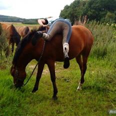 New Forest PATRICIA