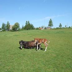 Anden særlig race Banderas