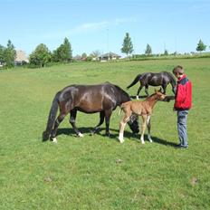 Anden særlig race Banderas