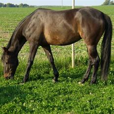 Traver Hippolitta *solgt*