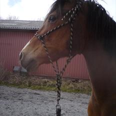 Anden særlig race Chateâu - [Julie]