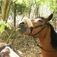 Anden særlig race Chateâu - [Julie]