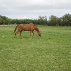 Fuldblod (XX) Dior- På de evige græsmarker :(