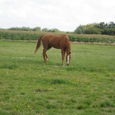 Fuldblod (XX) Dior- På de evige græsmarker :(