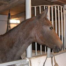 Anden særlig race Milancio S