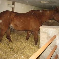 Sportsaraber (A) Dabita DSAH NR. ÆB 217 R:I:P