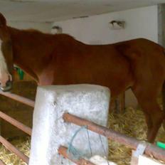 Sportsaraber (A) Dabita DSAH NR. ÆB 217 R:I:P