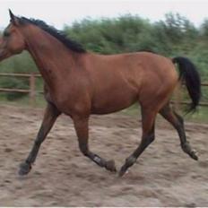 Trakehner Aragona R:I:P