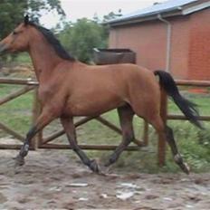 Trakehner Aragona R:I:P