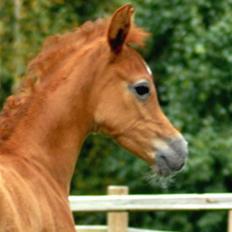 Arabisk fuldblod (OX) KA Kharaccas