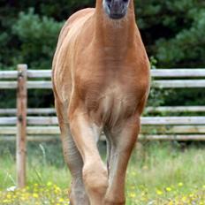 Arabisk fuldblod (OX) KA Kharaccas