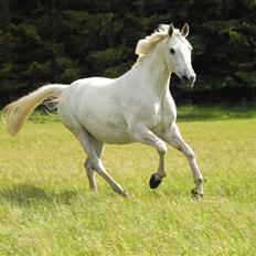 Dansk Varmblod Troldebjergs Rubina