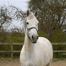 Dansk Varmblod Troldebjergs Rubina