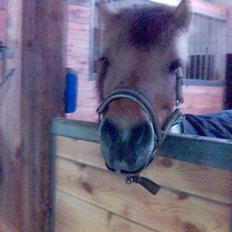 Shetlænder | Albert