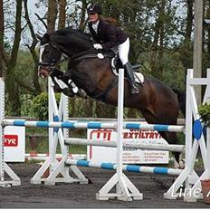 Dansk Varmblod ALINGUS (SOLGT)