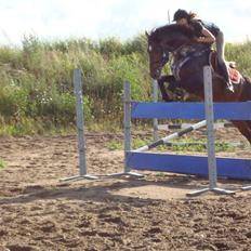 Dansk Varmblod Carter V