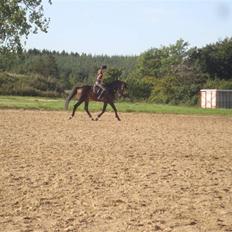 Dansk Varmblod Carter V