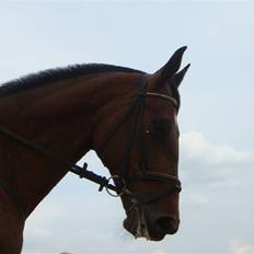 Dansk Varmblod Catuna <3 *Solgt*