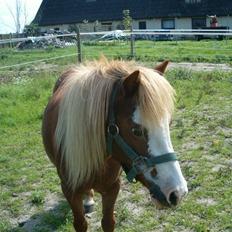 Shetlænder Fanny  RIP 