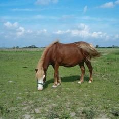 Shetlænder Fanny  RIP 