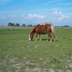 Shetlænder Fanny  RIP 