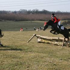 Anden særlig race Bailey