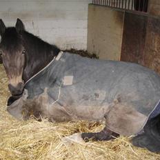 Anden særlig race Bailey