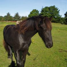 Frieser Tutsje út Foersum 