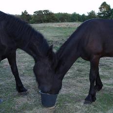 Frieser Tutsje út Foersum 