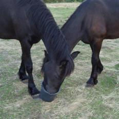 Frieser Tutsje út Foersum 