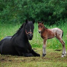 Anden særlig race Pippi