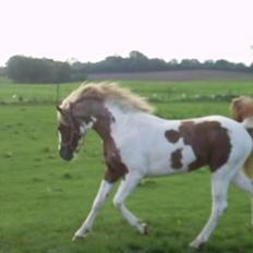 Pinto Araber Lauge's Diablo- Solgt :'(