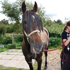 Traver Ideal Højbo (Sammy)