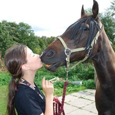 Traver Ideal Højbo (Sammy)