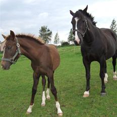 Anden særlig race Rex