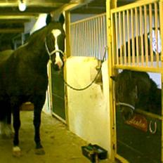 Anden særlig race Rex