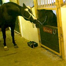 Anden særlig race Rex