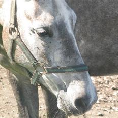 Anden særlig race Grønhøjgårdens Lady*Part*