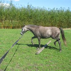 Anden særlig race Grønhøjgårdens Lady*Part*