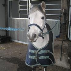 Anden særlig race Coco