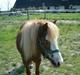 Shetlænder Fanny  RIP 