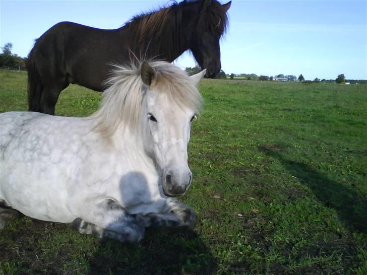 Islænder Sorta Fra Årup1 (har lånt) billede 15