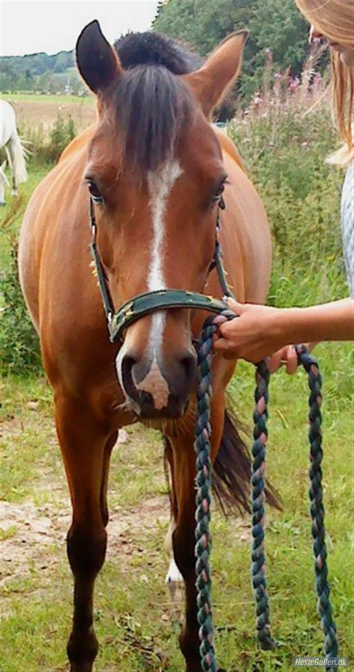 New Forest PATRICIA - Ved dig føler jeg mig fri som en fugl <3 billede 1