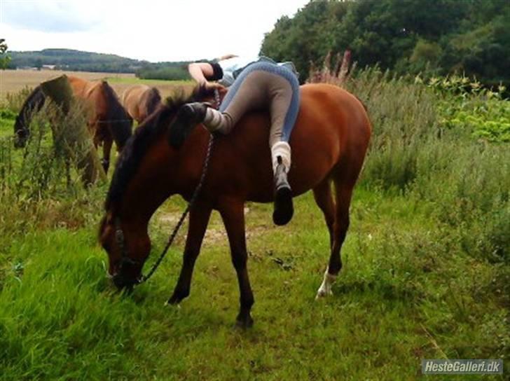 New Forest PATRICIA - Dejlig røv hva  billede 3