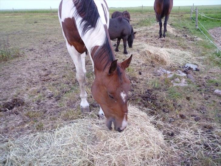 Pinto †Wivarto<3R.I.P 14/9-10;/† - Jeg er dårlig til engelsk, men jeg kan fortælle dig I love you.
Jeg er dårlig til matematik, men jeg ved, at du kan regne med mig.
Jeg er dårlig til geografi, men jeg kan fortælle dig, at du bor i mit hjerte.
 billede 3